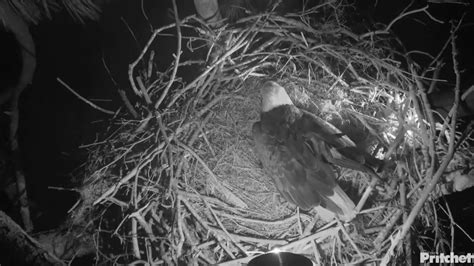 Southwest Florida eagle cam captures 1st egg of the season